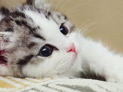 -momokira米努特·德文卷毛猫·棉花面纱犬