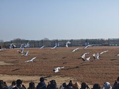 -盐城丹顶鹤湿地生态旅游区