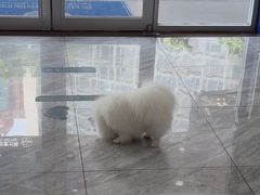-芭比堂动物医院·24小时·眼科中心(深圳中心)