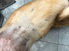 -佳怡动物医院·平价24小时·猫专科骨外科