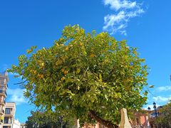 -瓦伦西亚大教堂