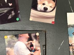 -柴犬高等学院·狗咖·柴犬售卖·宠物训练