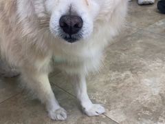 -美联众合动物医院·24h转诊中心