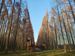 -黄海国家森林公园