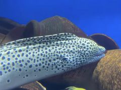 -太平洋海底世界