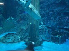 -芜湖新华联大白鲸海洋公园