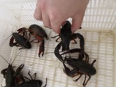 -盱眙红叶龙虾(金源北路店)