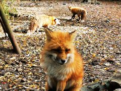 -宫城藏王狐狸村