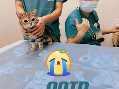 -美联众合爱康动物医院•复杂内科•肿瘤科•牙科•腔镜诊疗中心