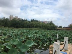 -前关湿地公园