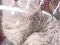 -爱侣宠医·鹦鹉专科·小型哺乳类·异宠专科(灵石路店)