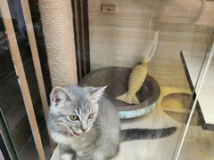 -长颈鹿咖啡(大学路店)