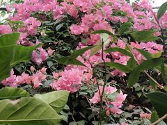 -呀路古热带植物园