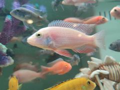 -金三角花鸟鱼综合市场-地面停车场