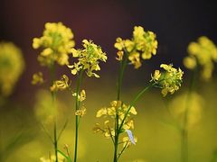 -光明小镇欢乐田园