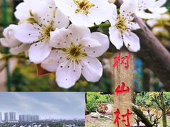 -树山生态村