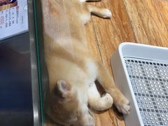-狗道宠物(常熟印象城店)