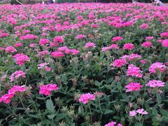 -昆山城市生态森林公园