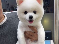 -宠颐生·恒爱宠物医院(静海店)