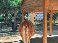 -长白岛森林公园