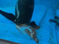 -帝企鹅自助餐厅•儿童岛•真企鹅(长隆企鹅酒店)