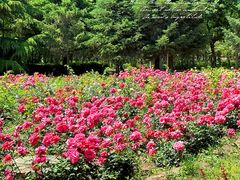 -南海子公园