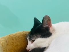 -猫在这儿猫咪咖啡馆·撸猫馆