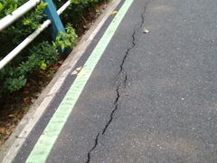 -合肥滨湖国家森林公园