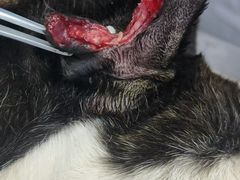 -全心全意连锁动物医院·特色中医诊疗(会城门分院)