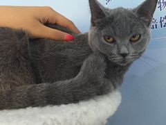 -喵的天空名猫咖啡馆·撸猫·猫舍·用品