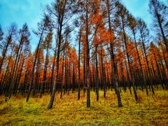 -塞罕坝国家级自然保护区