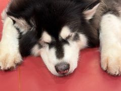 -和它·交个朋友·狗咖猫咖(爱琴海店)