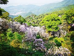-梧桐山风景名胜区