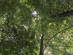 -桤木河湿地公园