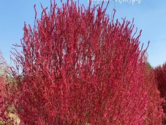 -汉长安城未央宫国家考古遗址公园