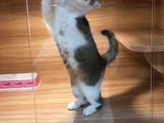 -猫十亿·布偶金渐层·曼基康矮脚猫舍(青年路店)