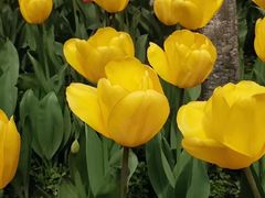 -西湖外事游船(花港观鱼码头)