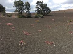 -夏威夷火山国家公园