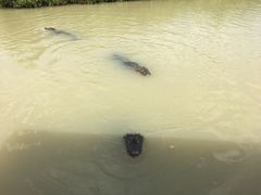 -中国扬子鳄村