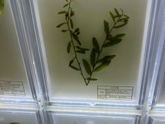-广东中医药博物馆