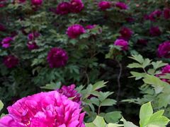 -洛阳市隋唐城遗址植物园