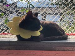 -喵屿·大理花园猫咖