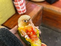 -吉丁鸟咖·异宠·寄养