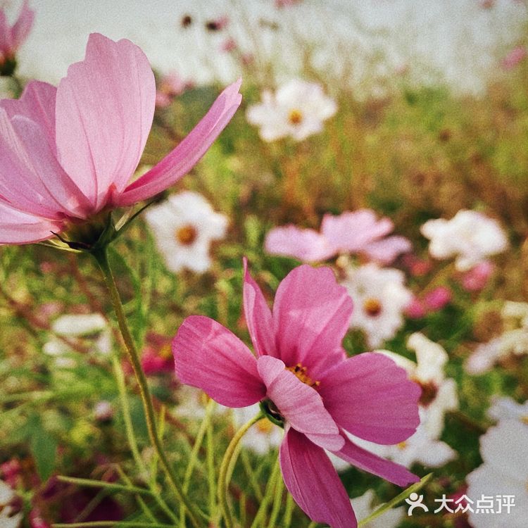 秋日的记忆🍂🍂🍂