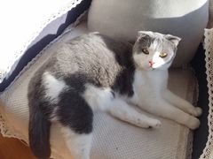-MOYOYO猫咪咖啡店