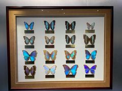 -上海昆虫博物馆