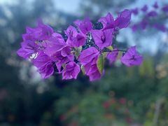 -西双版纳原始森林公园