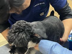 -爱侣宠医·鹦鹉专科·小型哺乳类·异宠专科(灵石路店)