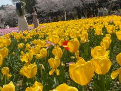 -苏州上方山国家森林公园