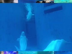 -海合安成都极地海洋公园